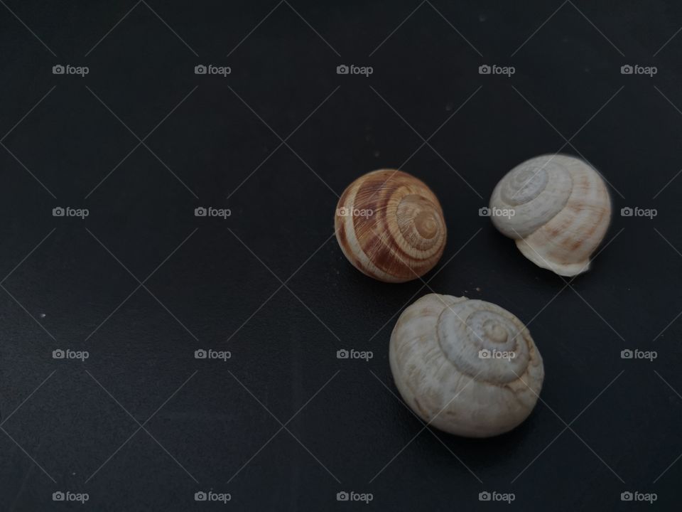 Three snails on black background