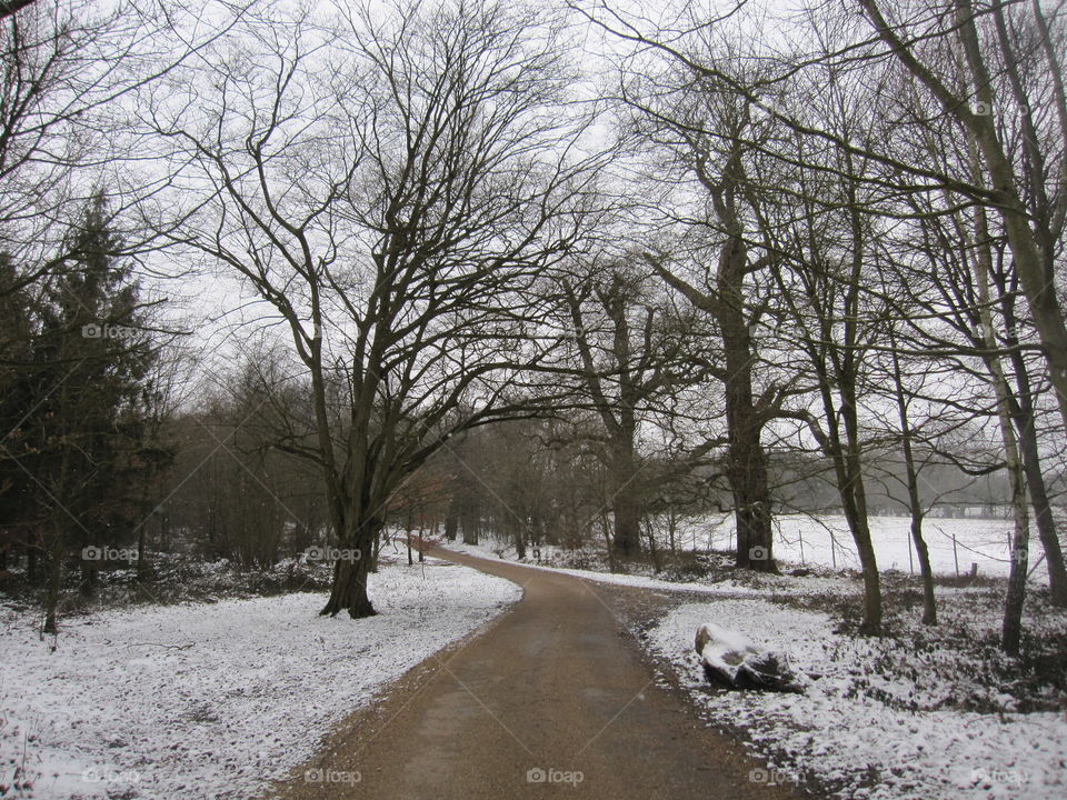 A Woodland Road