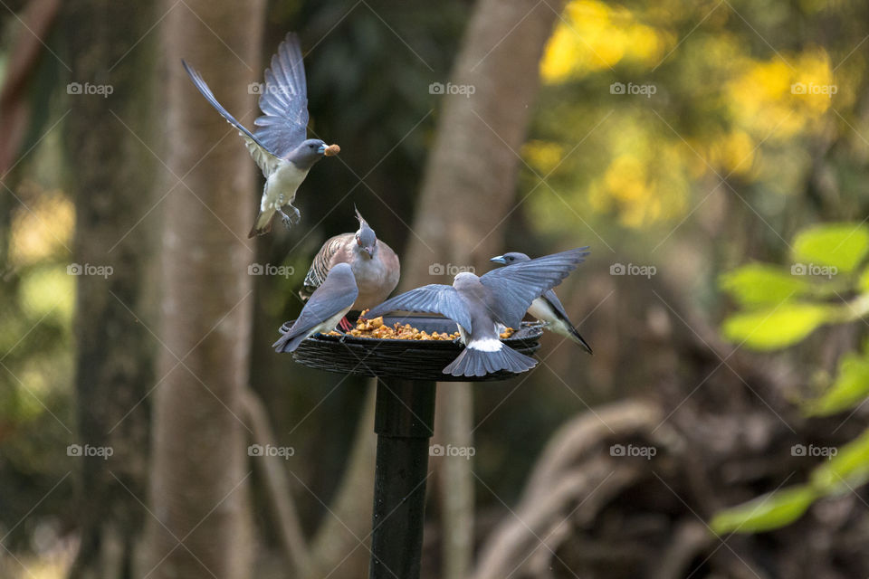 Birds feeding