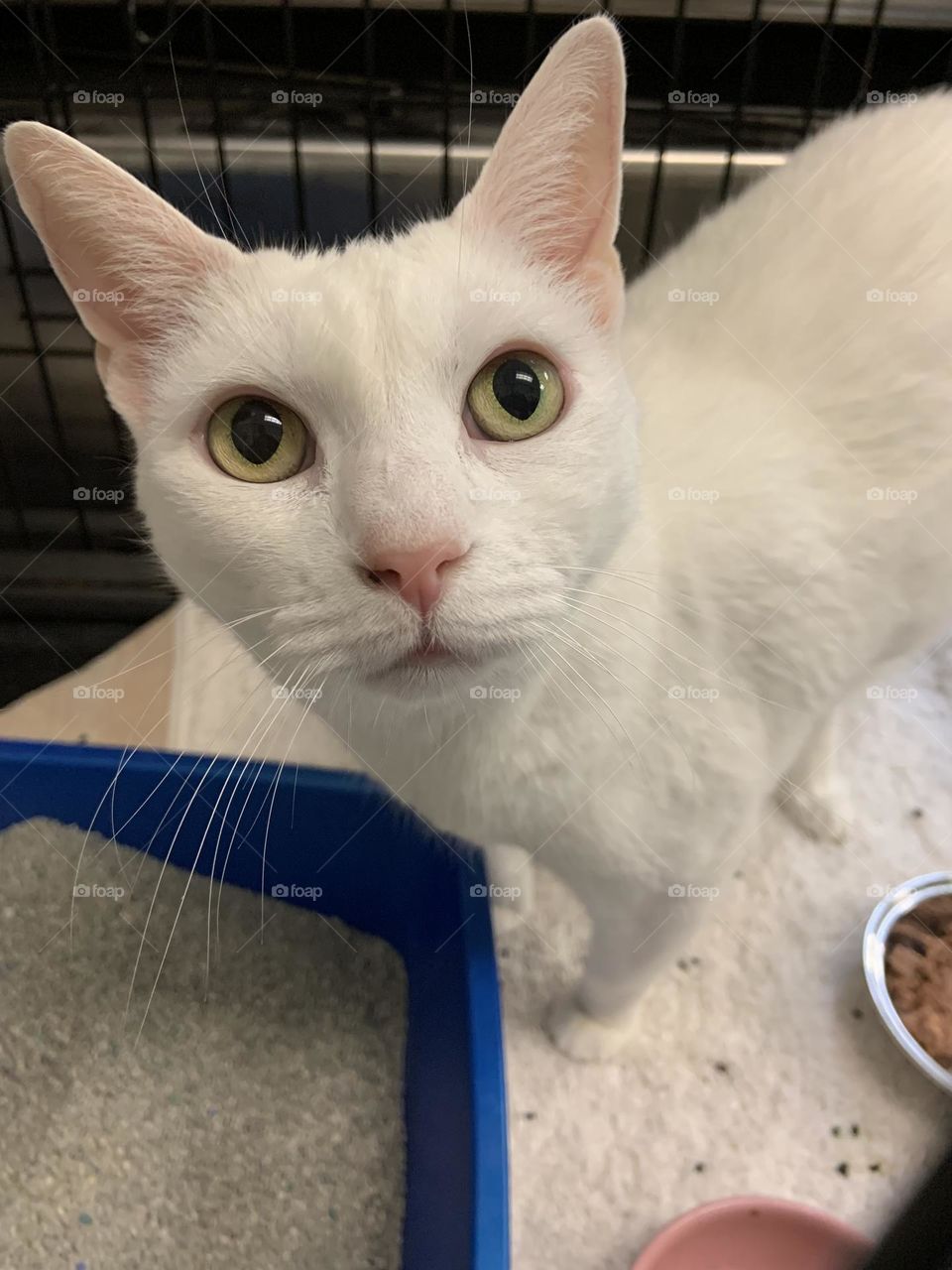All white shelter kitty Bree 