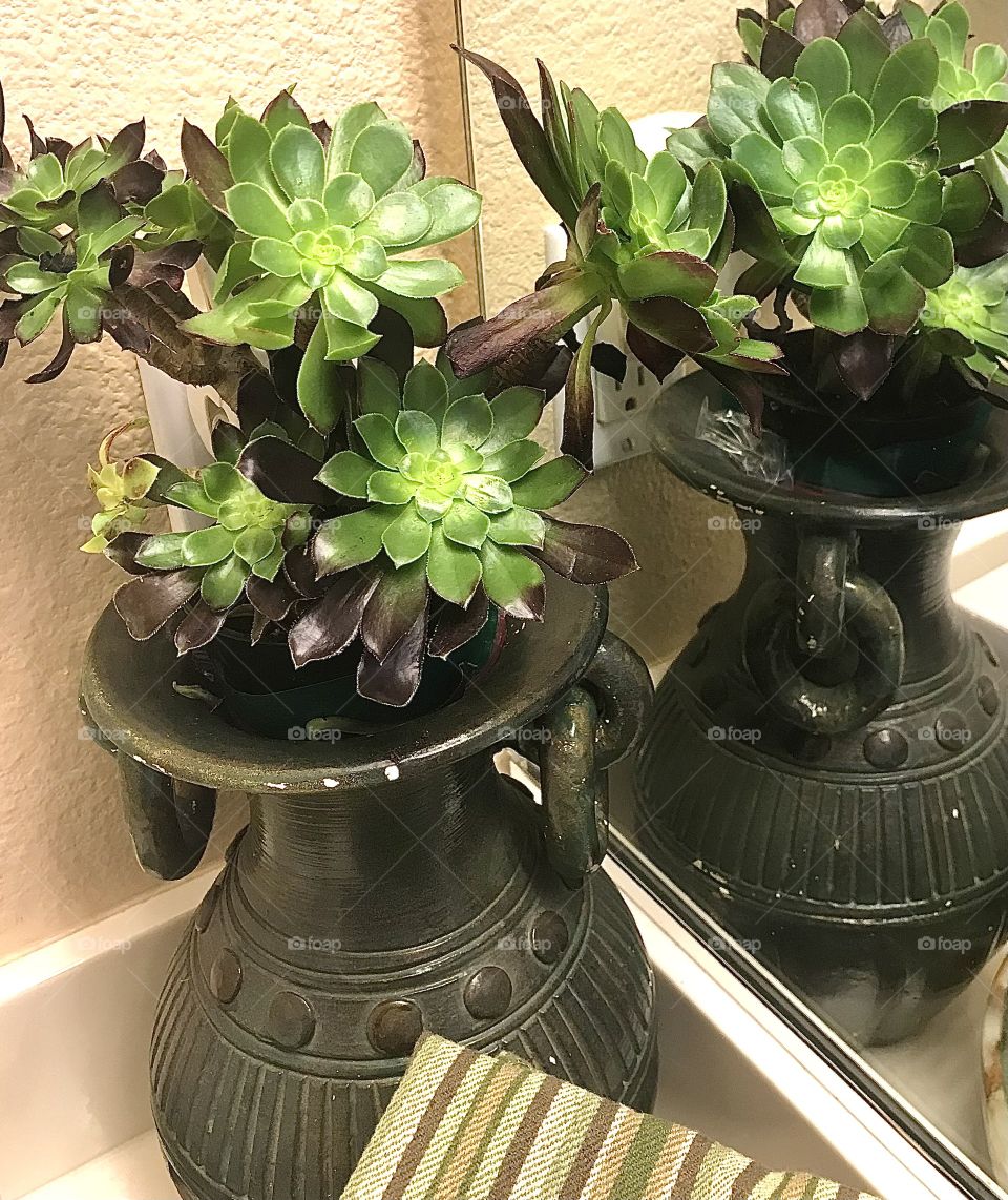 Aeonium reflection in bathroom mirror 