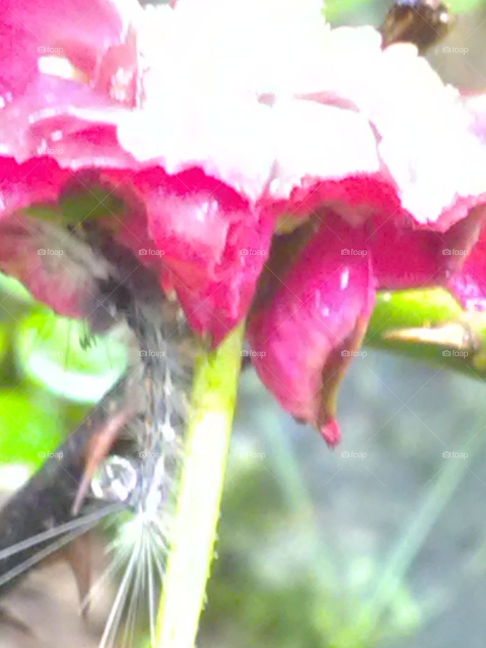 The beautiful insect sitting in the flowers.