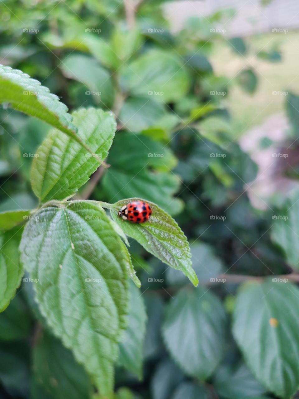 Ladybug on a leaf