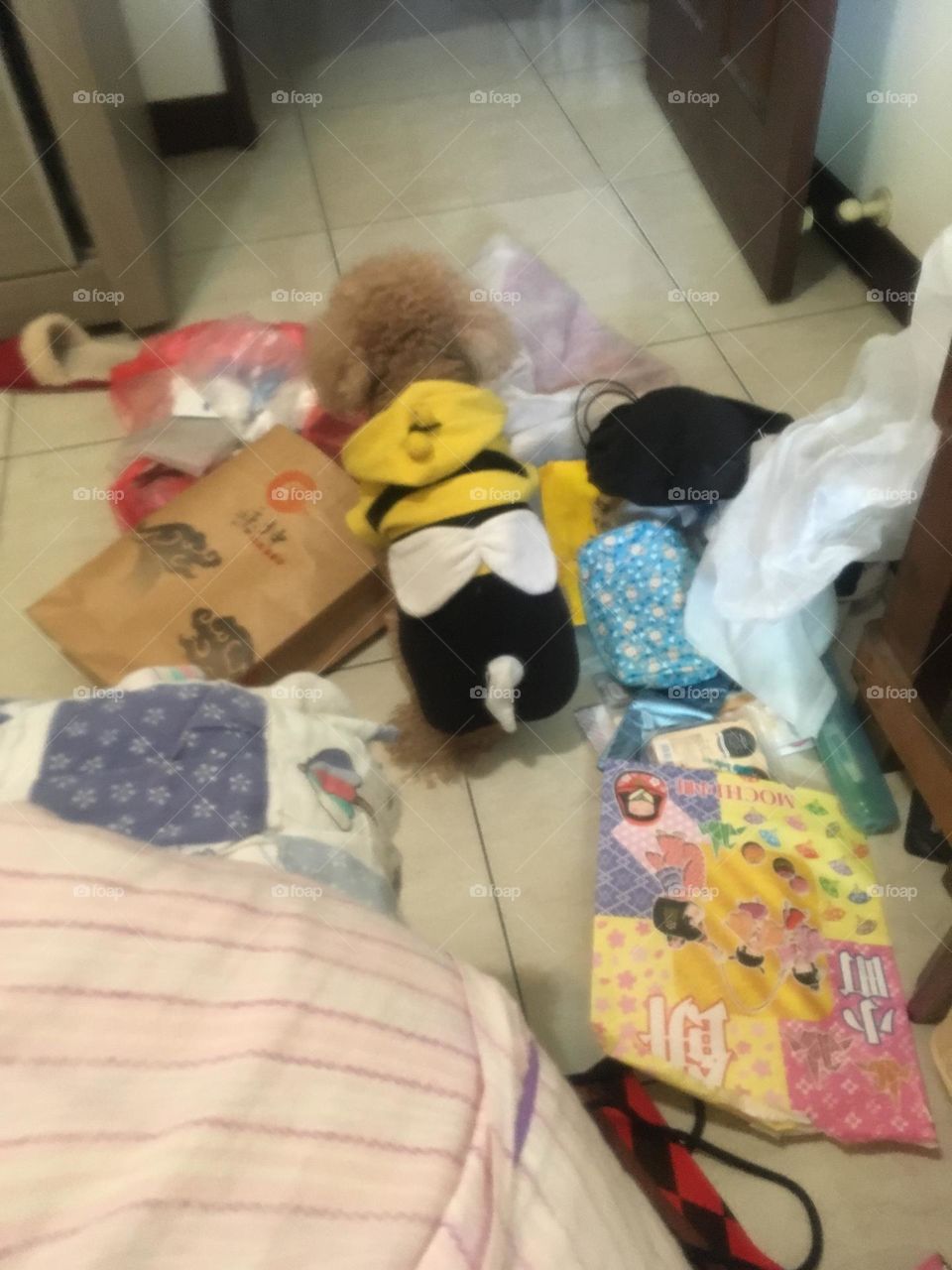 Dog sit on trash stack