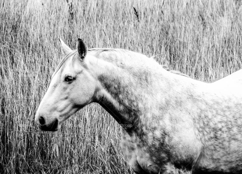 caballo monocromo