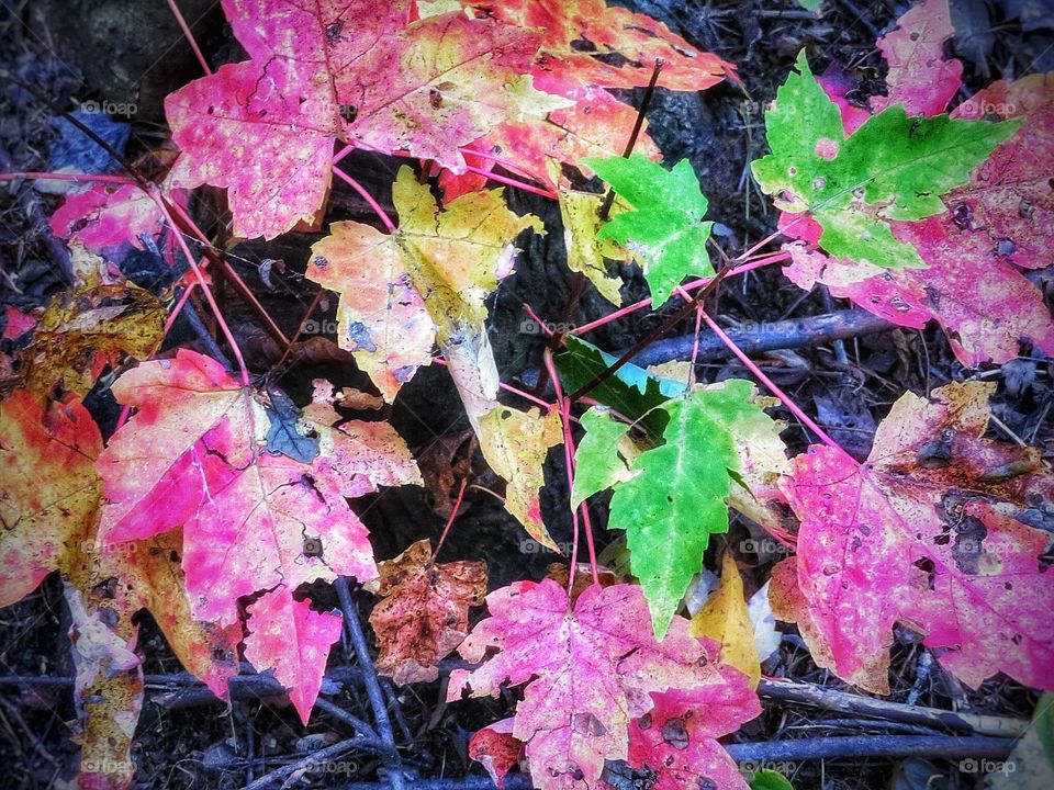 Fall in Québec 