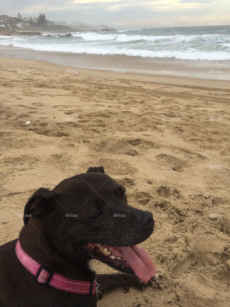 Staffordshire Bull Terrier watching the ocean tides