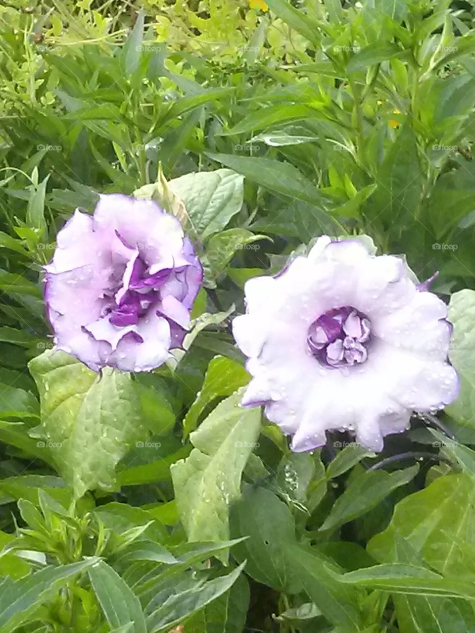 datura