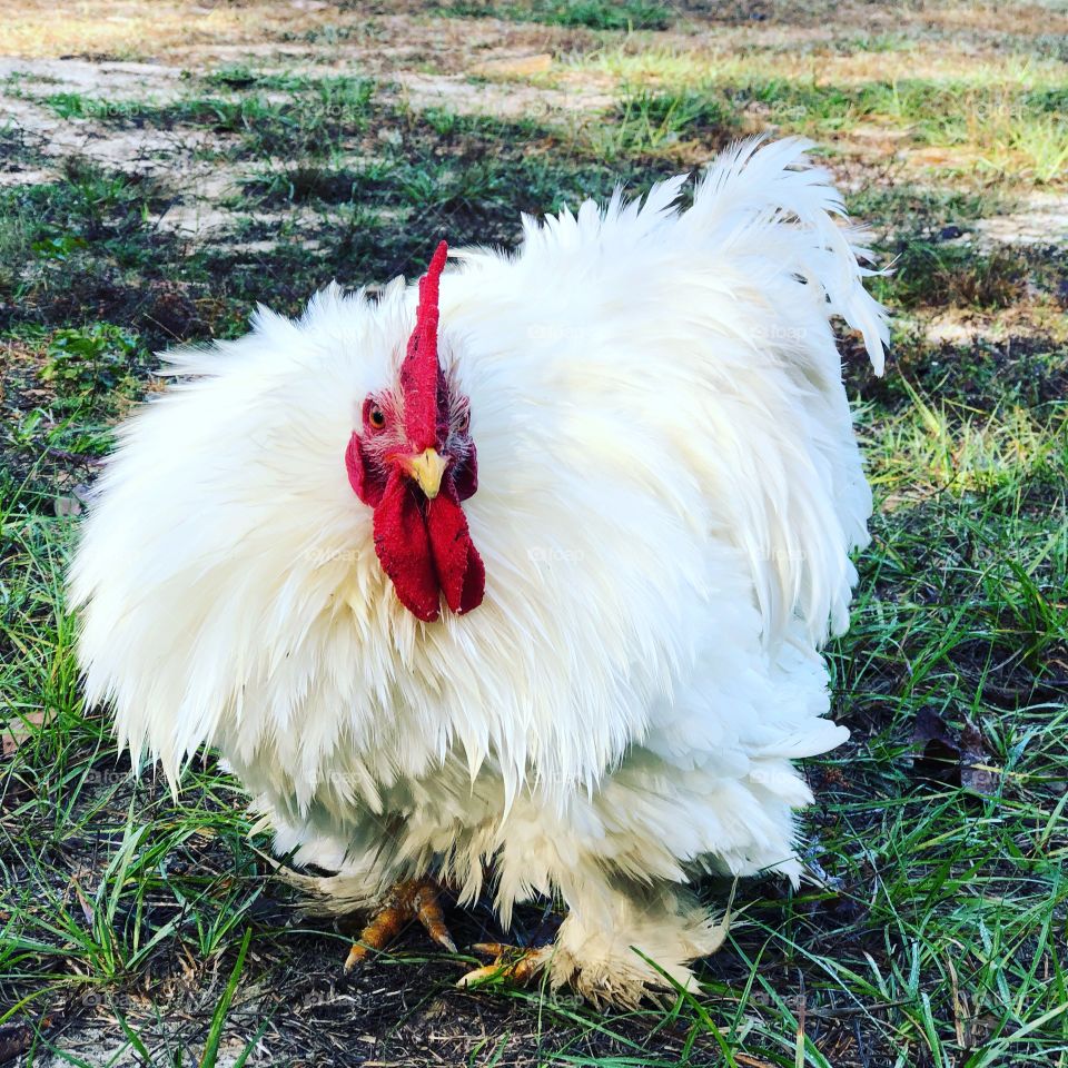 Socket the rooster