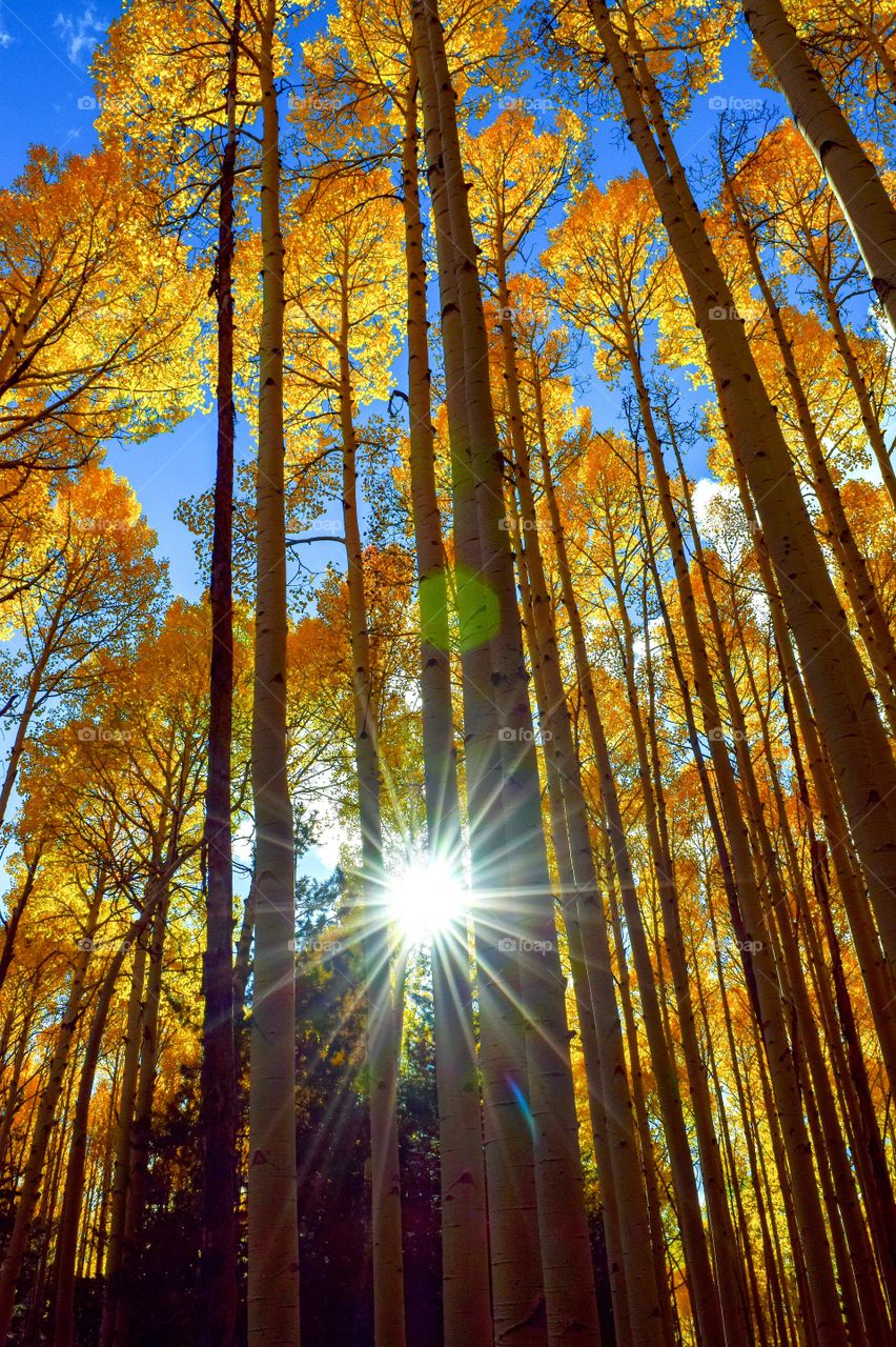 Sunburst through the Aspen Trees