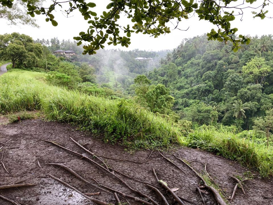 Campuhan Ridge view. Tree roots, lots of lush greenery. Rainy day. Ubud, Bali. 2018.