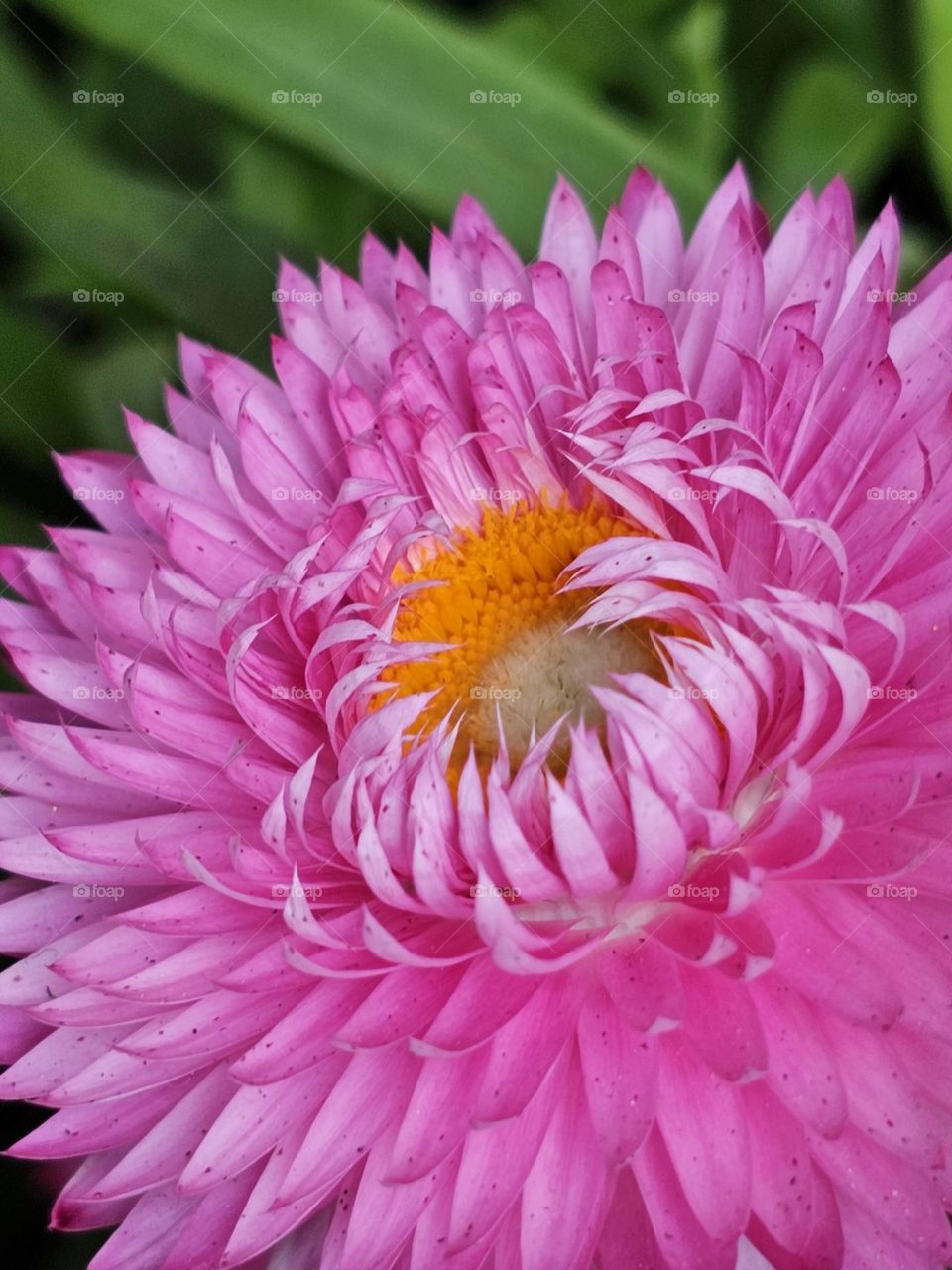 Pink blooming flower