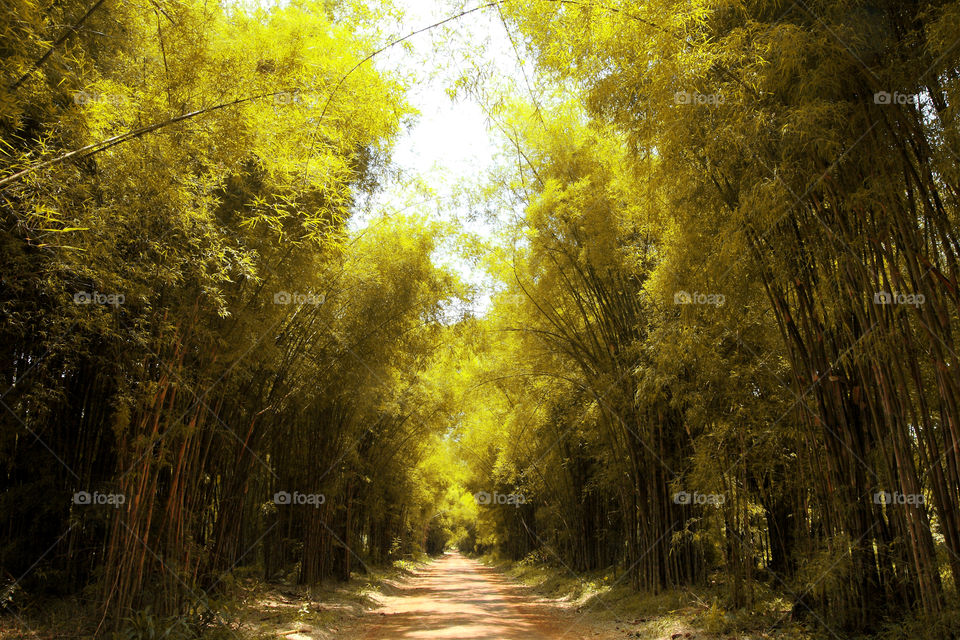 Golden bamboo. golden bamboo forest