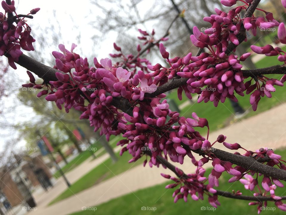 Branch with pink blossoms 