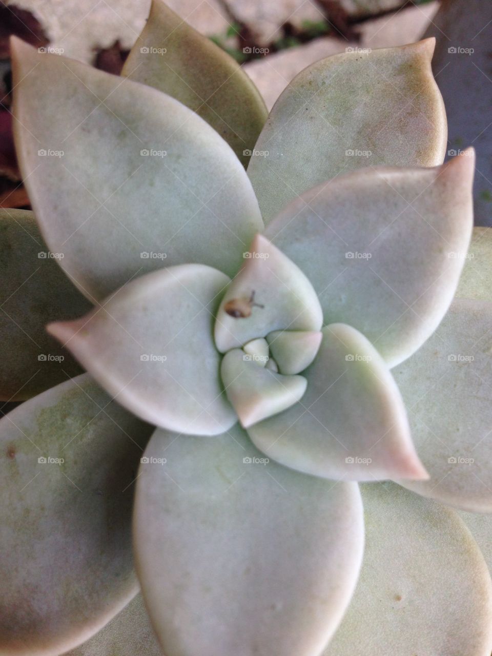 Snail on a cactus. Tiny snail on a cactus 