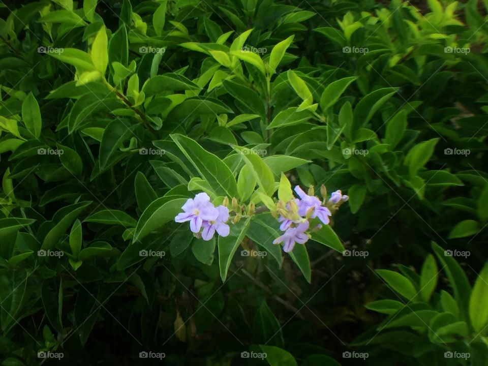 Flower in the garden