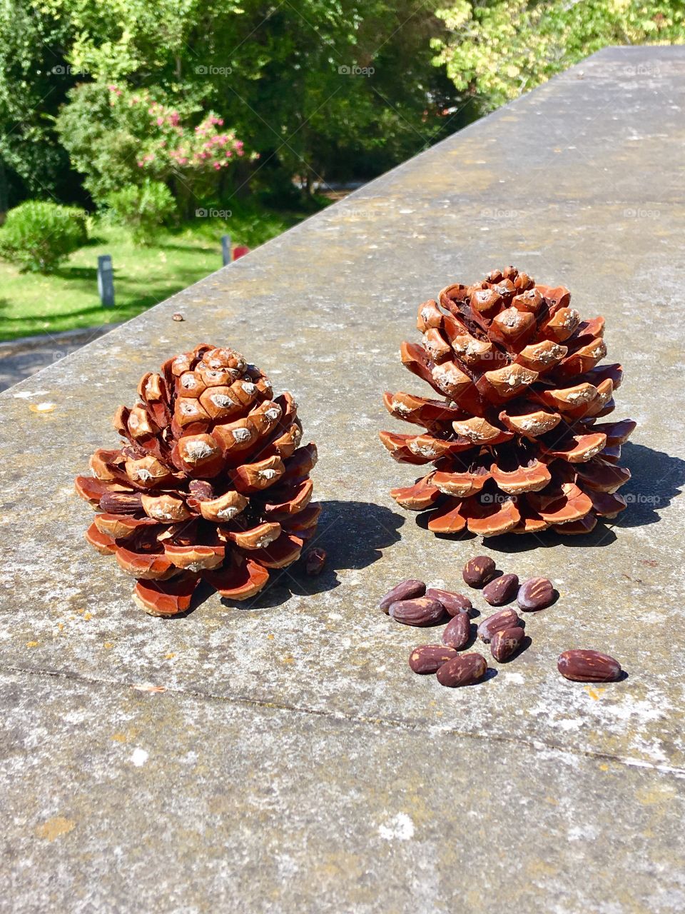 The Pine and it's Nuts 