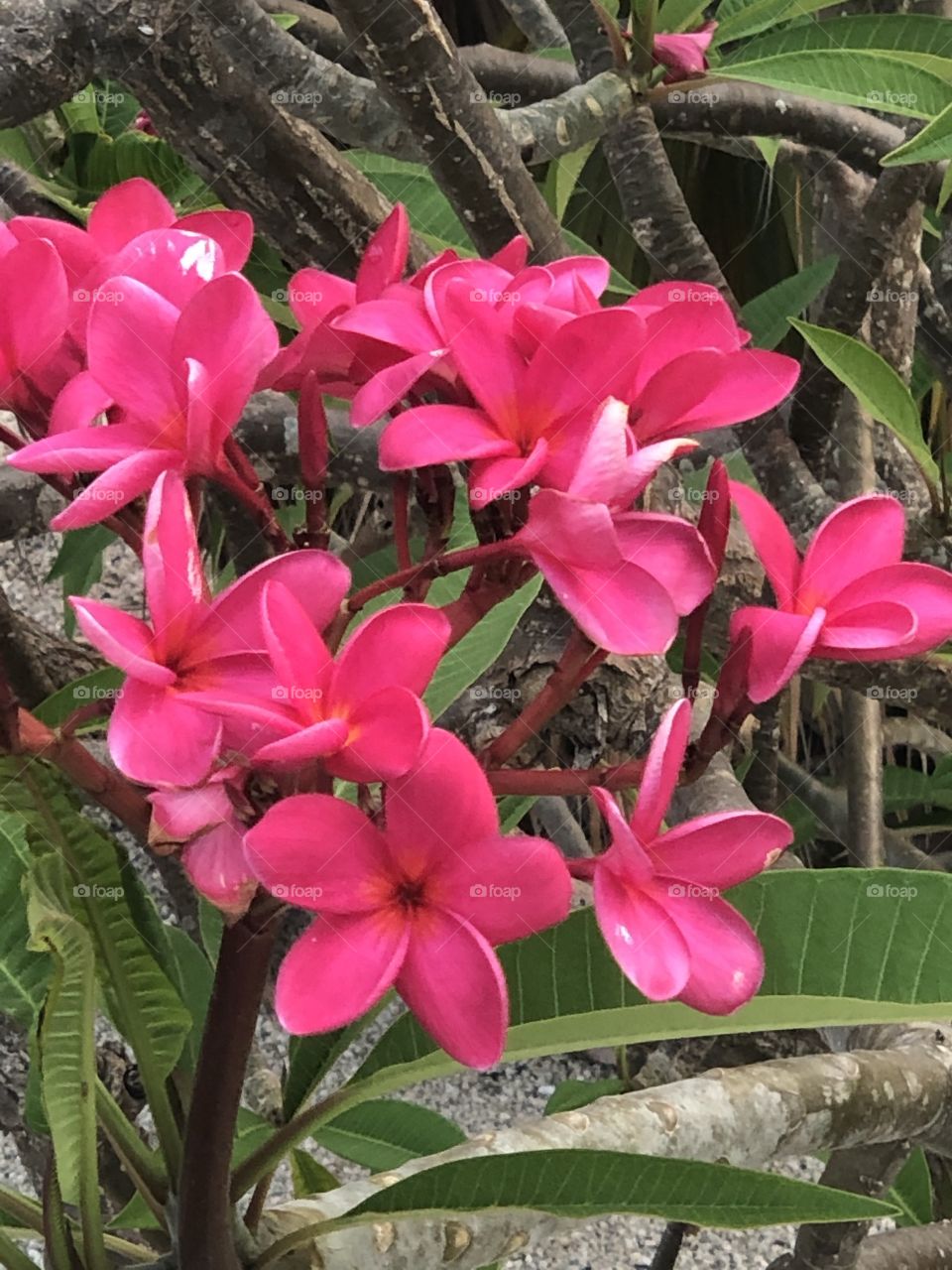 Fushia Blooming plumerias 