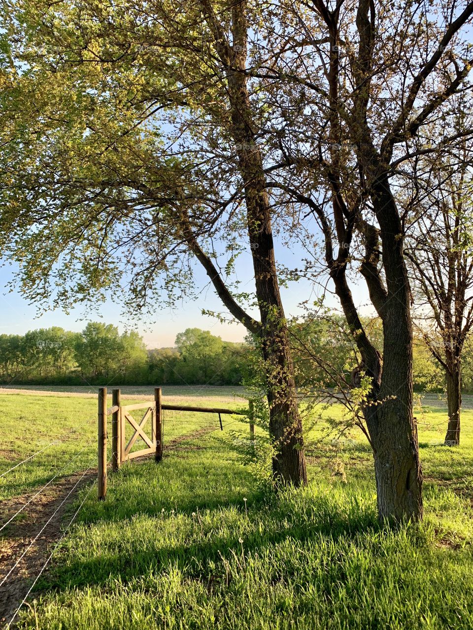  View of a wooden gate on a wire fence leading into a pasture, with a distant grove of trees in the background (portrait)