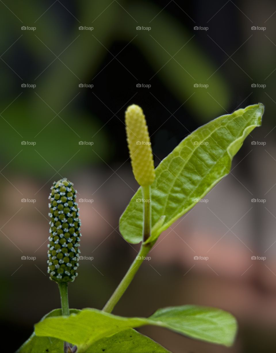 Two buddies came out