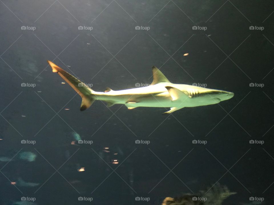 Swimming Shark in a Caribbean tank at aquarium 