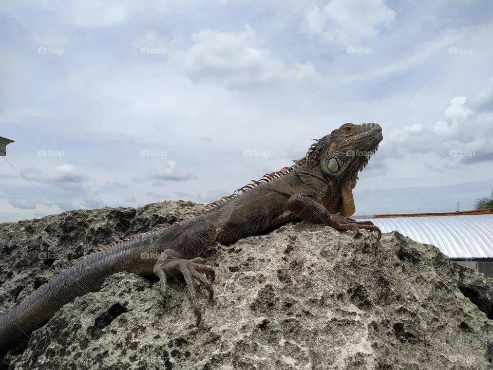 a large iguana was sunbathing on a rock