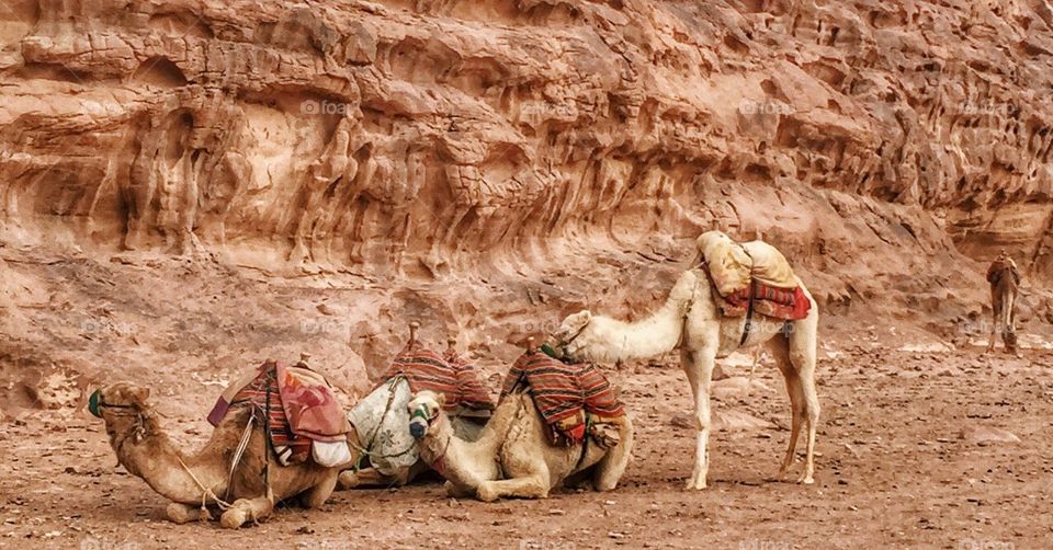Wildlife camels 