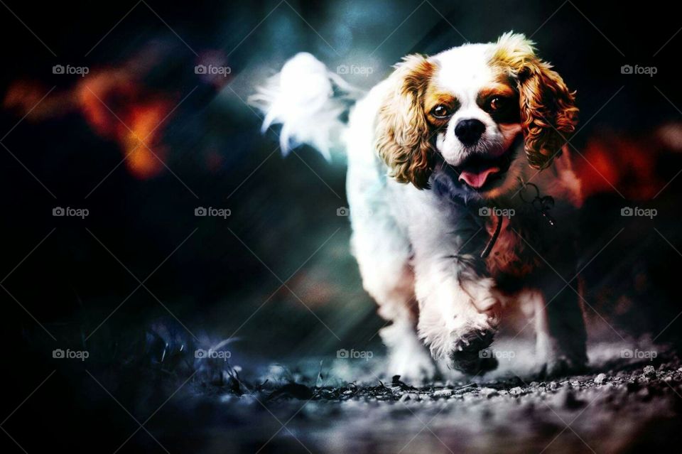 Name: Dog joke
Art: Photomanipulation
Creator: Angel Fernandez
Model from Devianart