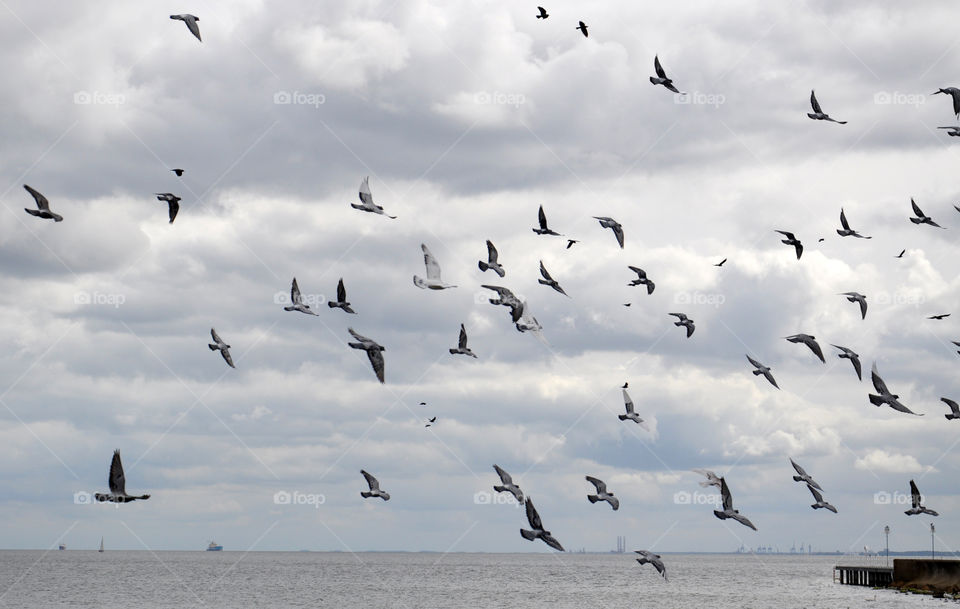 Birds over the Baltic Sea 