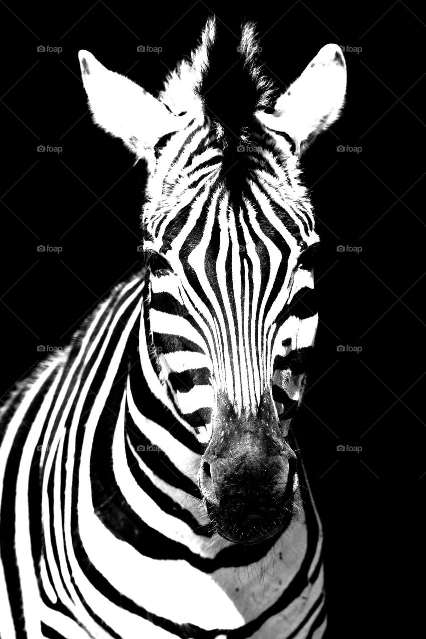 Portrait eines Zebras