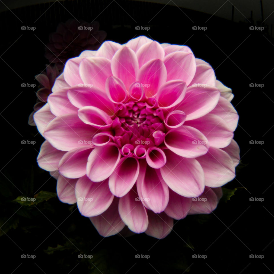 Dahlia1