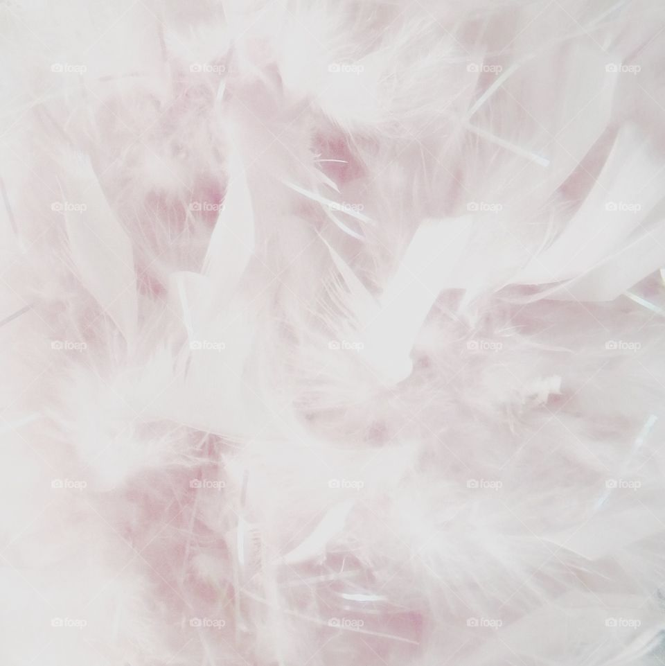 High angle view of white feathers