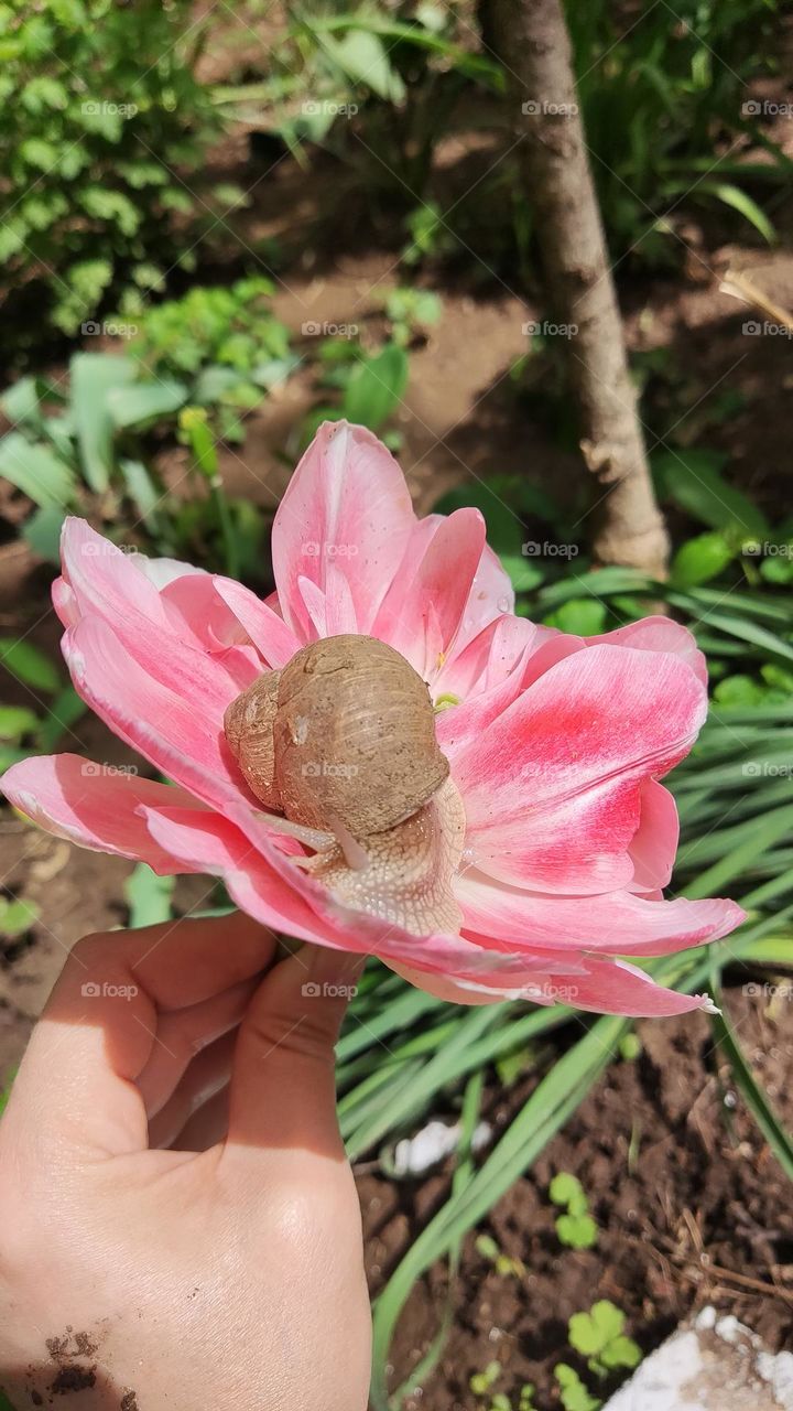 the snail's friend tulip