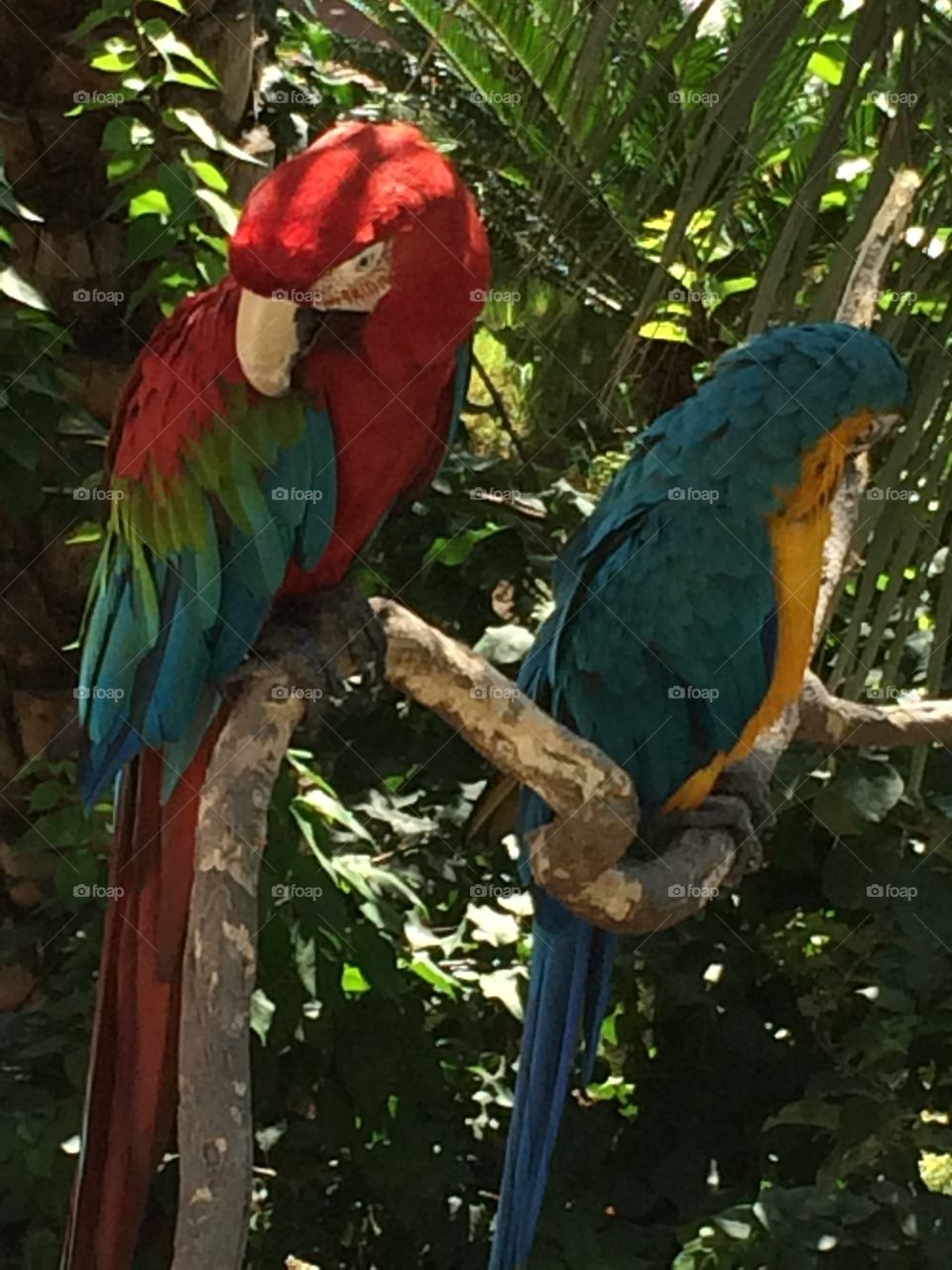 Pair of Parrots enjoying warm Turkish sun