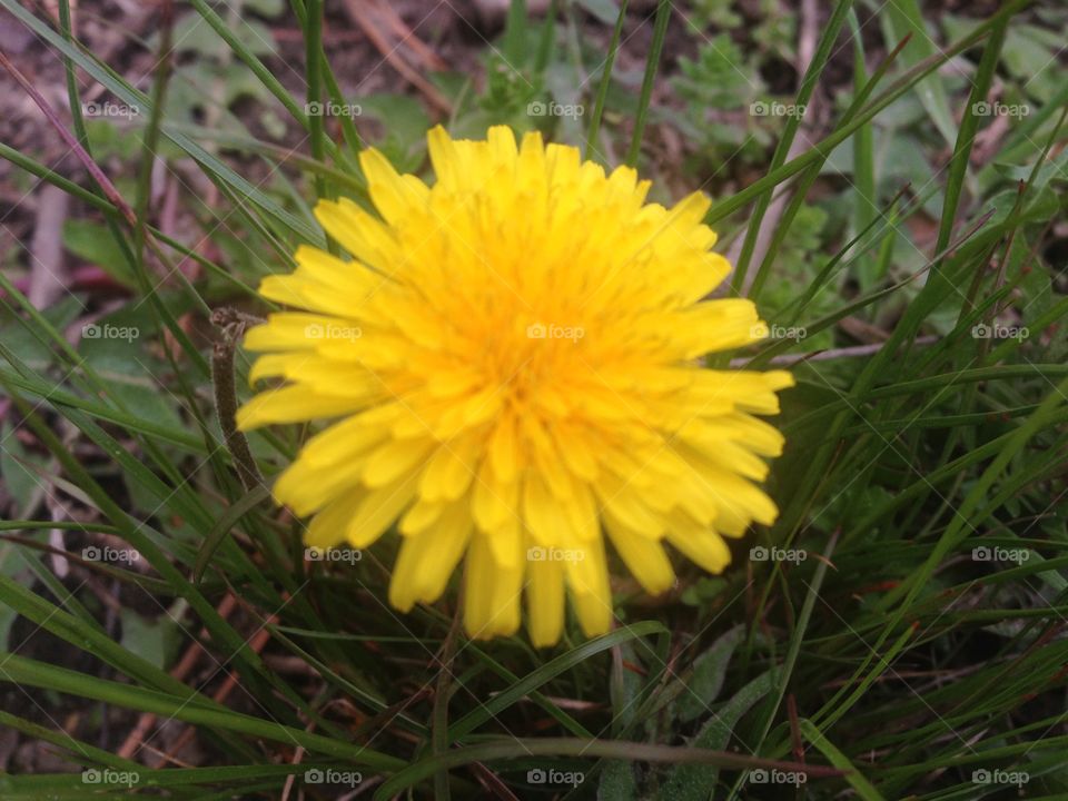 Dandelion 