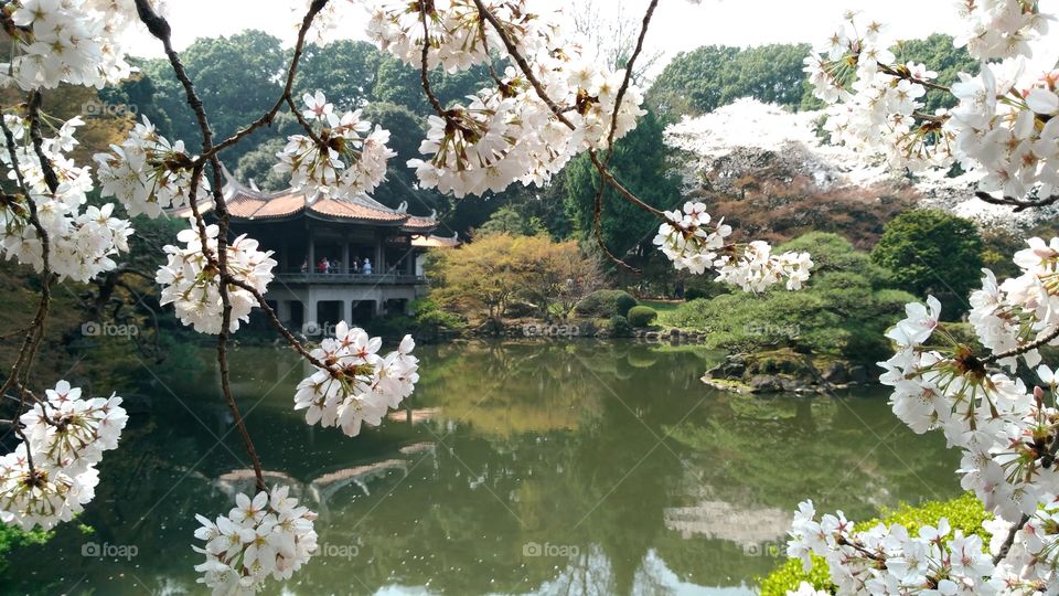 beautiful cherry blossom. hanami