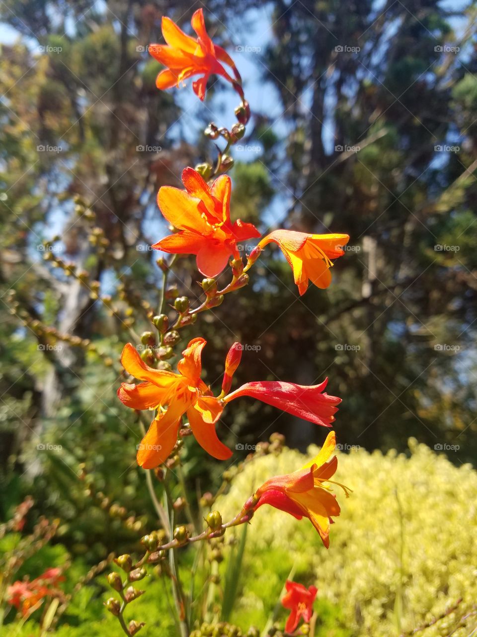 Sun shining through orange flowers