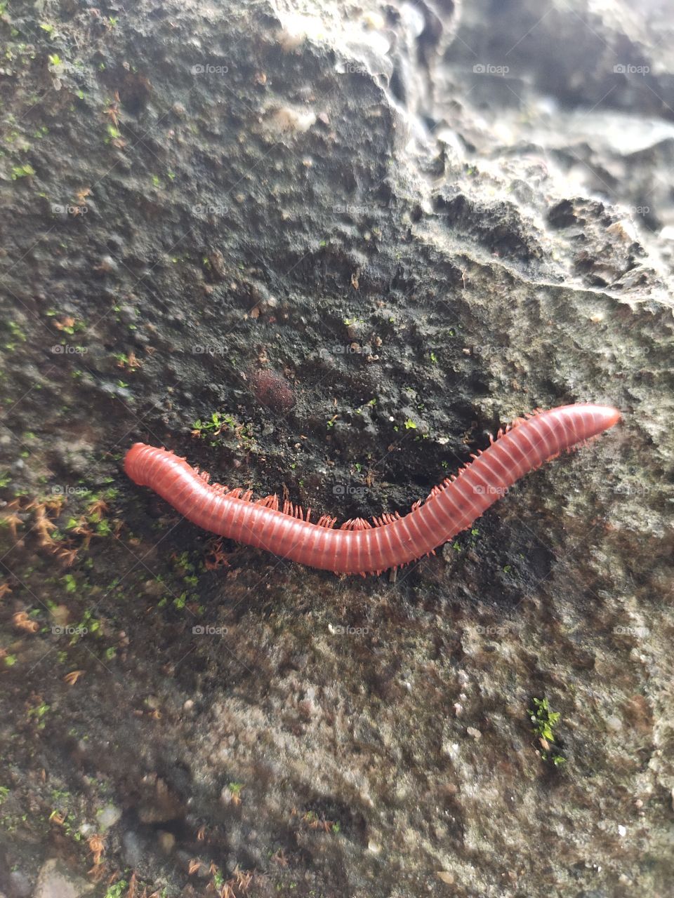 📷👁️
Rainy season 🌦️☔
Milipede Having Red Colour Stripe
Beauty of Fauna