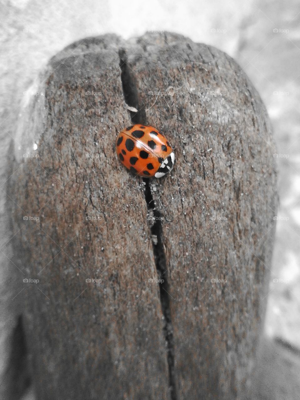 Ladybird