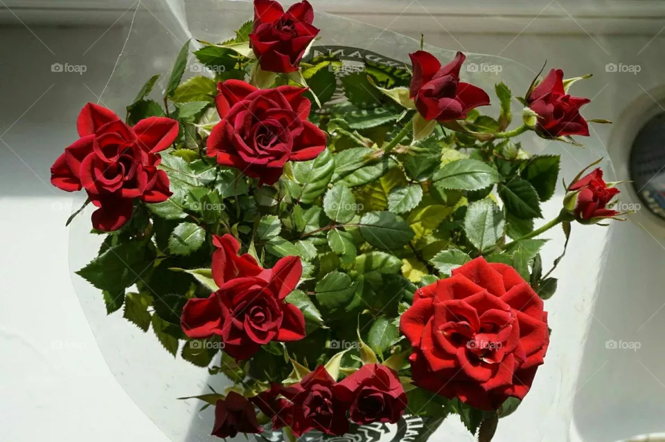 rose