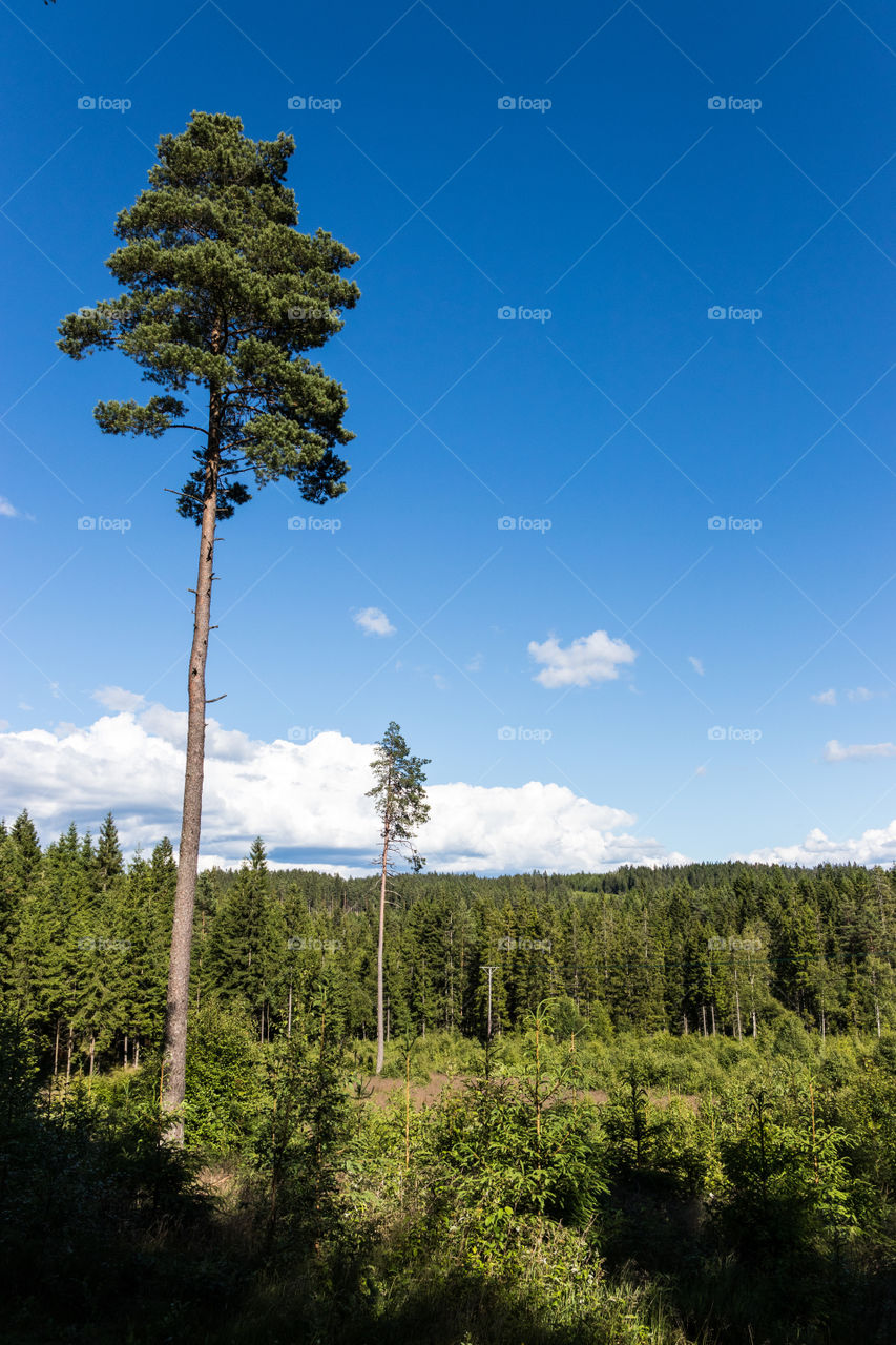 beautiful forest landscape on a nice summer day