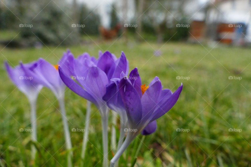 Crocus