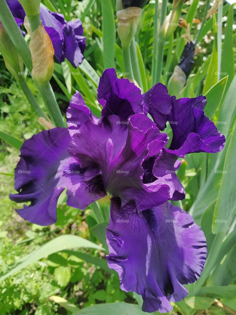 Violet Iris