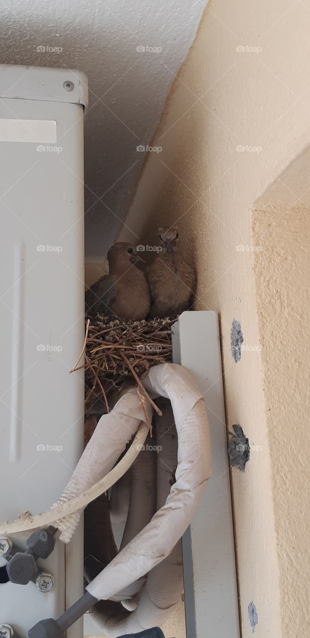 bird nest, nestling