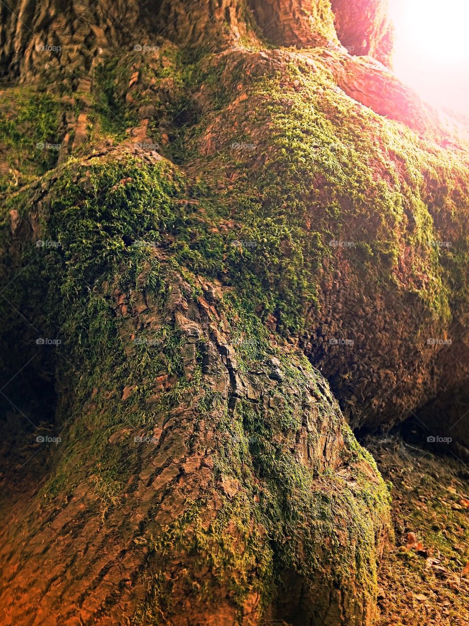 Knaughty — Exposed tree roots with moss and lichen at golden hour. 