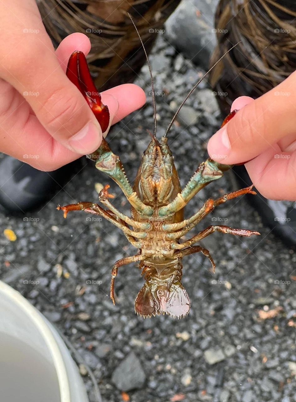 Alaskan Crayfish