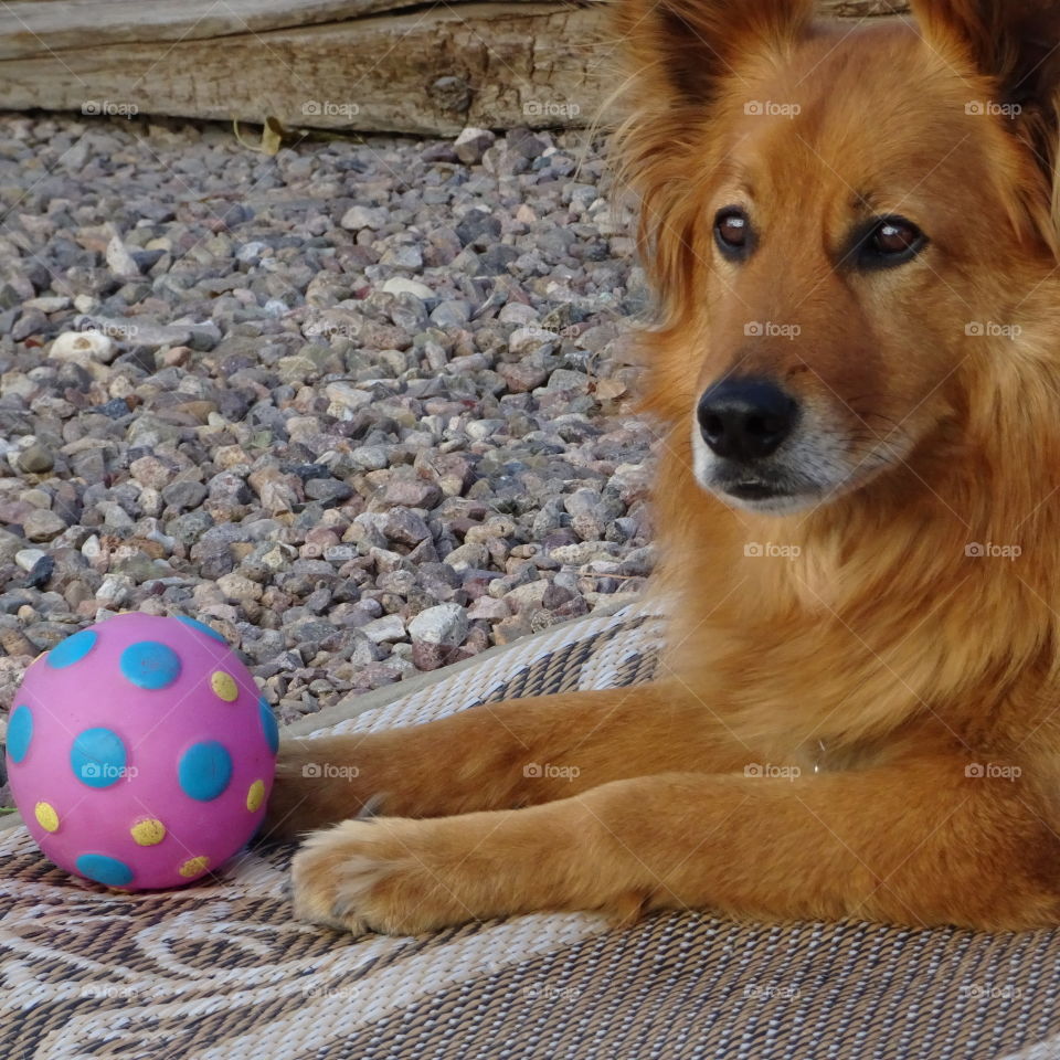 A dog and his ball