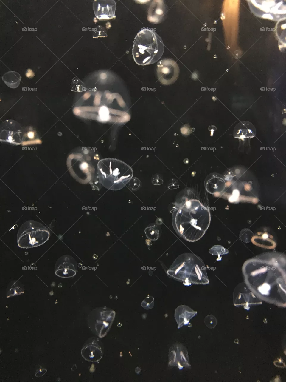 Jellyfish