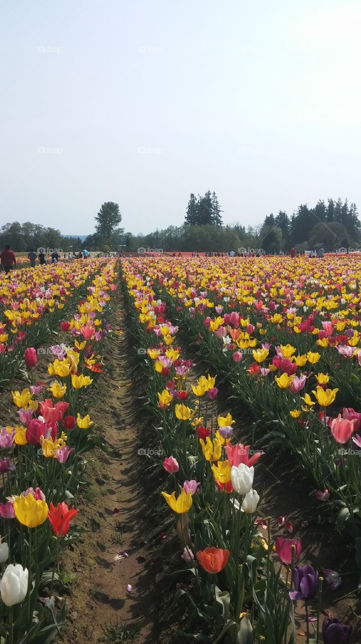 Don't Step on the Flowers. tulip festival oregon 2015