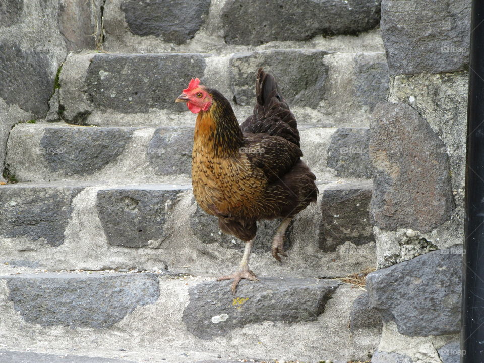 A chicken walking on stairs